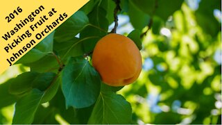 Washington Yakima Picking fruit at Johnson Orchard 2016