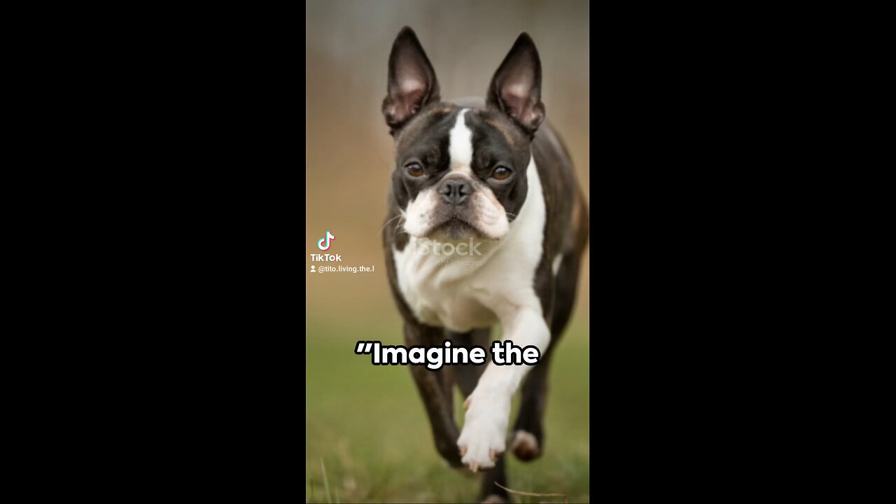 Boston terrier
