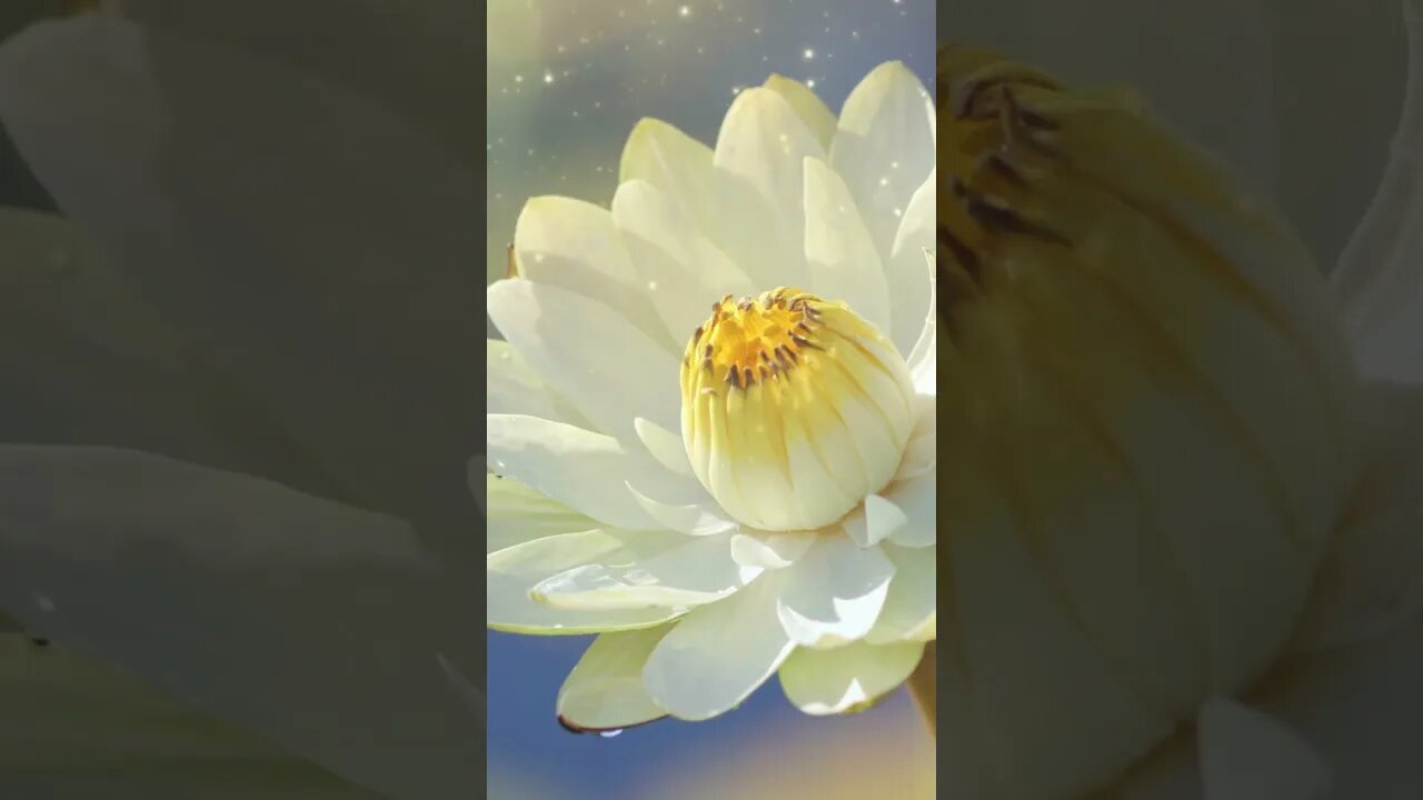 1 Minute Meditation I'M GRATEFUL FOR MY COURAGE #shorts #youtubeshorts #1minutemeditation #zen
