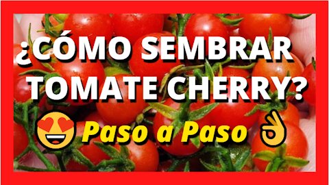 Cómo Sembrar Tomate Cherrry - Paso a Paso