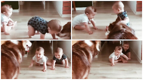 Dog playing with baby's