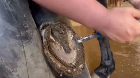 WORK HORSE gets Hooves Treated-4