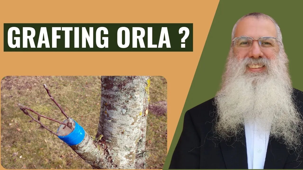 Mishna Orla chapter 1 Mishnah 9 Grafting orla?