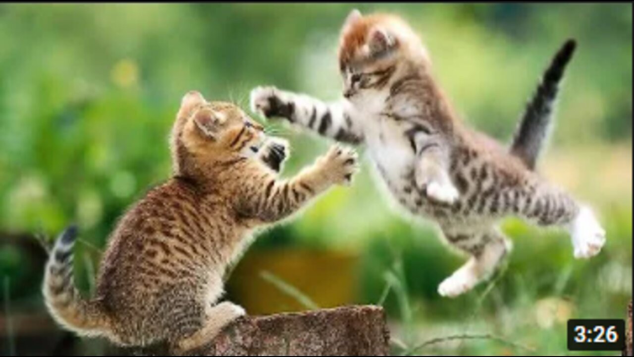 Funny Animal Videos - if your cat is John Cena!!! #2
