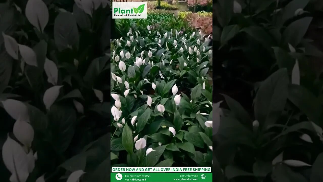 Buy Peace Lily Plant Buy Live Plants Online Plant A Leaf #shorts #plantaleaf