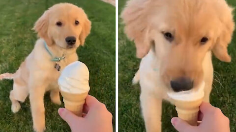 Cute dog eats ice cream in a funny way