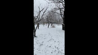 Puppies and snow. Perfect combination