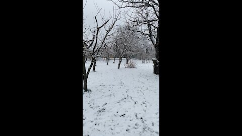 Puppies and snow. Perfect combination