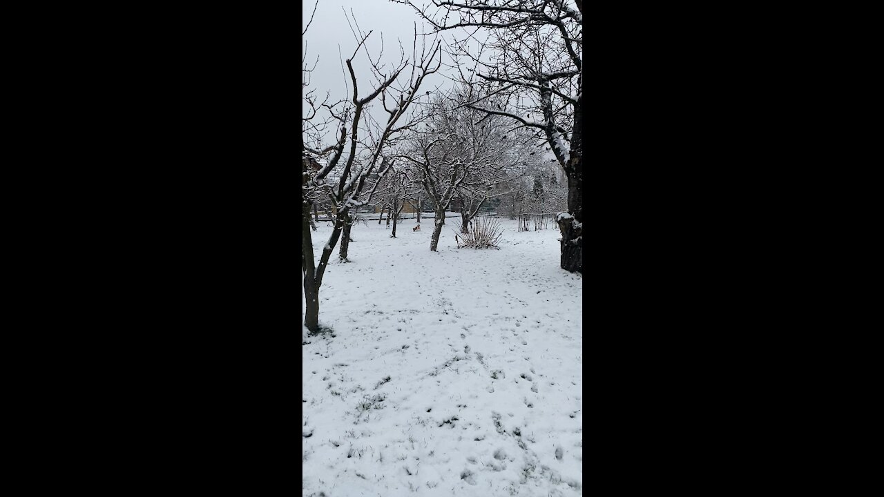 Puppies and snow. Perfect combination