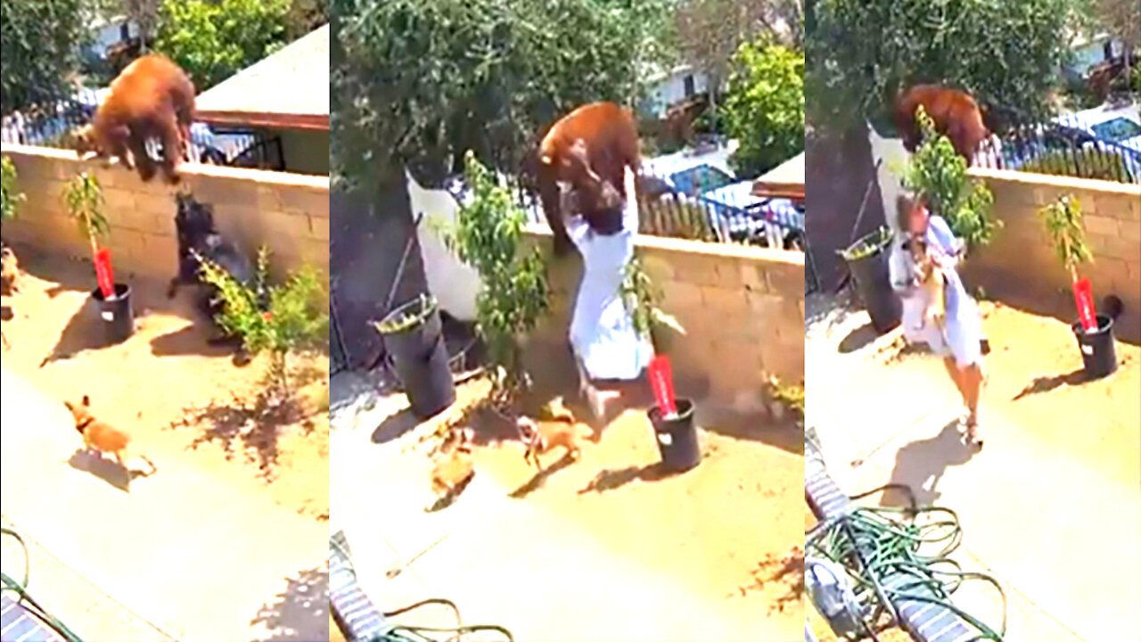 Woman Show's Bear Who Is Boss To Save Her Dogs