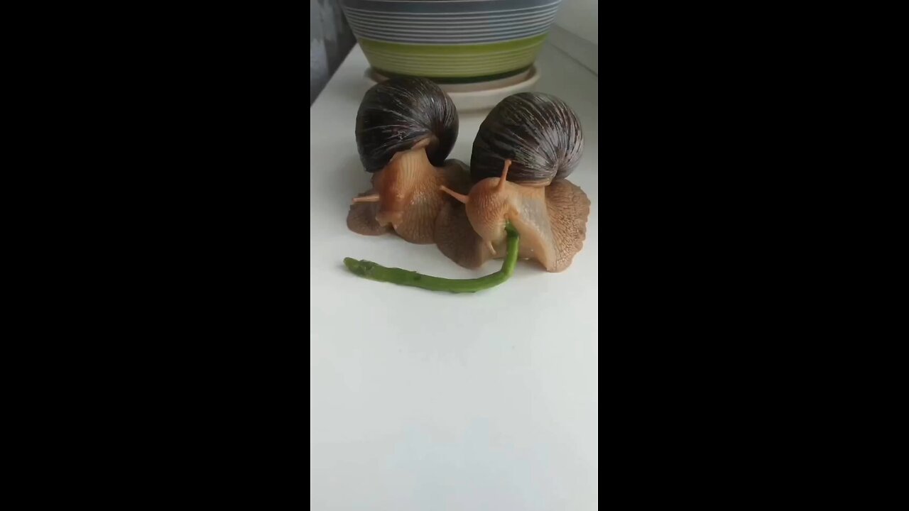 cute snail eating dinner