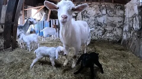 Twin Doe Goat Kids Born on Camera!