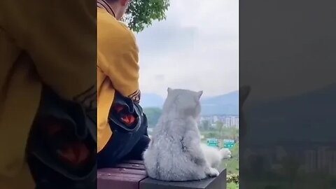 PLAYING CAT VIDEO MEAWWW