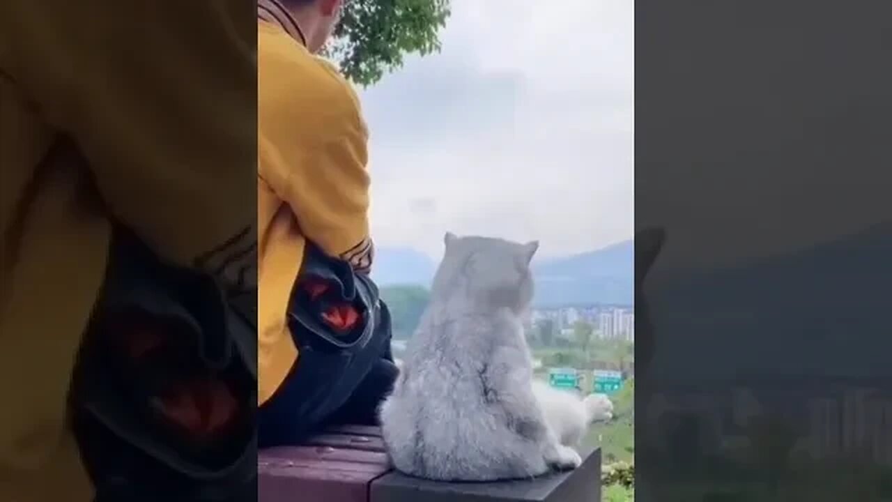 PLAYING CAT VIDEO MEAWWW