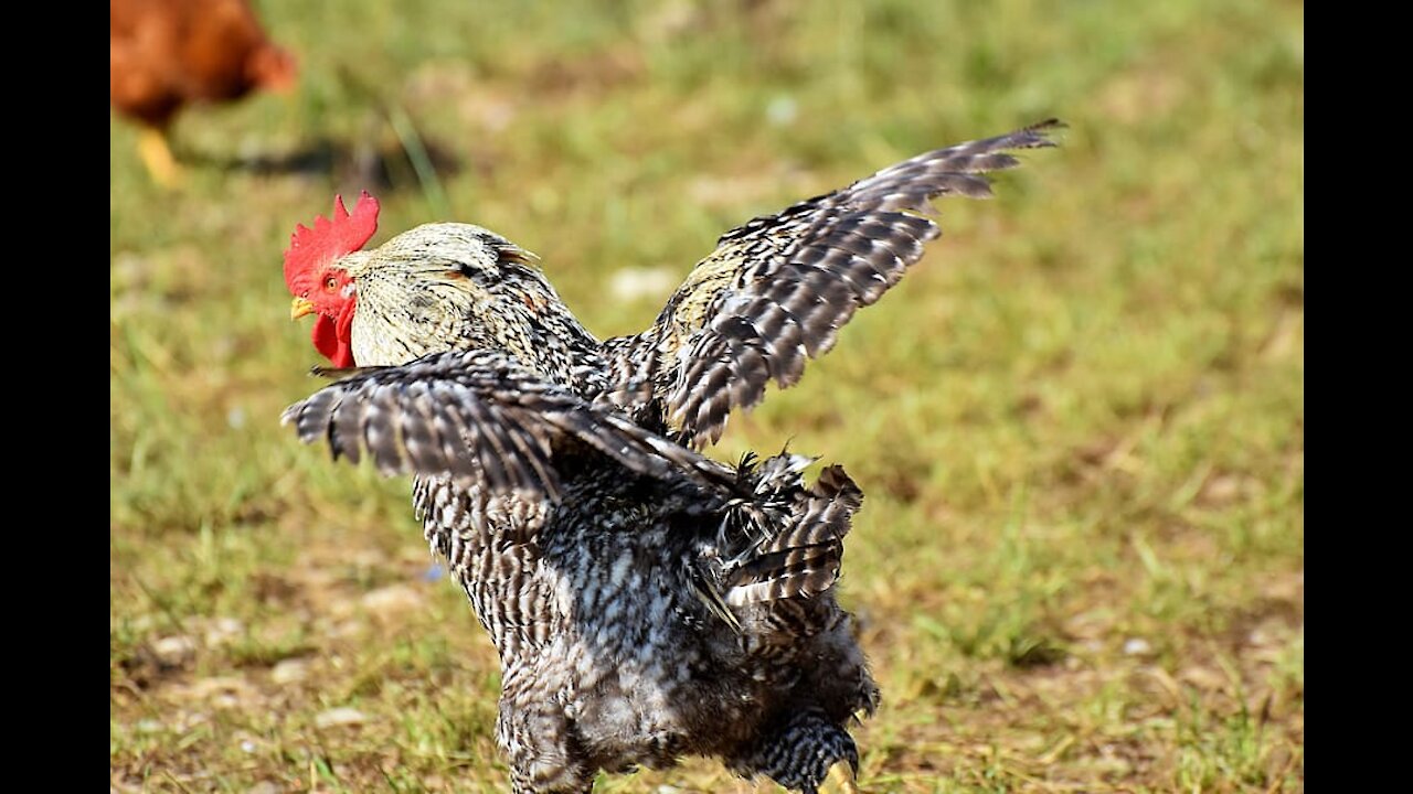 Funny Dog Fight Videos - Chicken VS Dog Fight