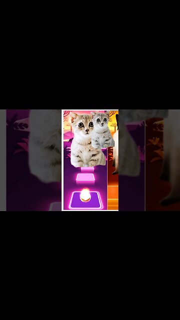 cat singing Bloody Mary #shorts #music #cat