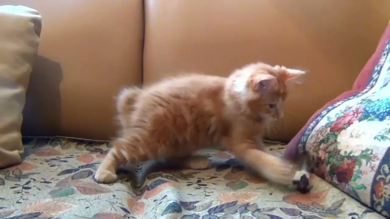 #catlover #foryou #fypシ