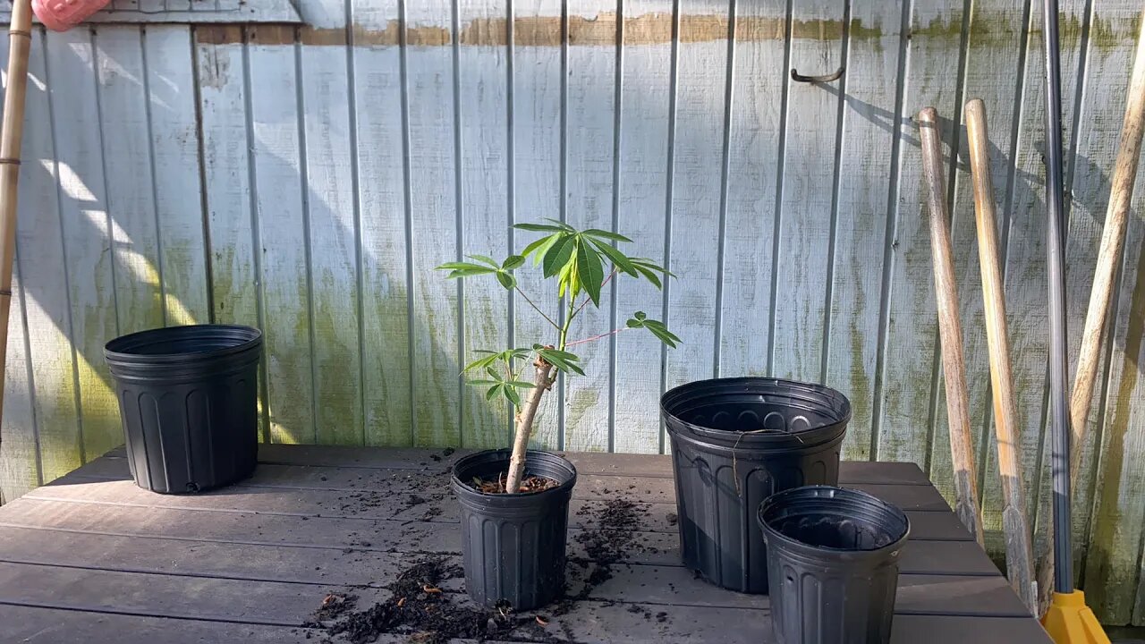 Repoting Cassava plants