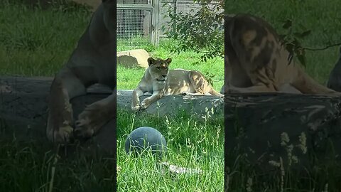 The Lazy Lioness #shorts #lioness #animal #lazy #enterthecronic #zoo