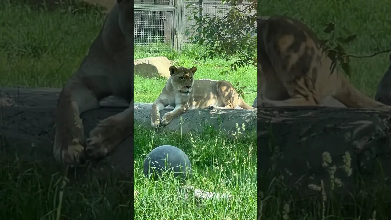 The Lazy Lioness #shorts #lioness #animal #lazy #enterthecronic #zoo