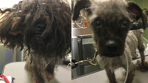 One Animal Lover Is Providing Makeovers For New York’s Stray Dogs