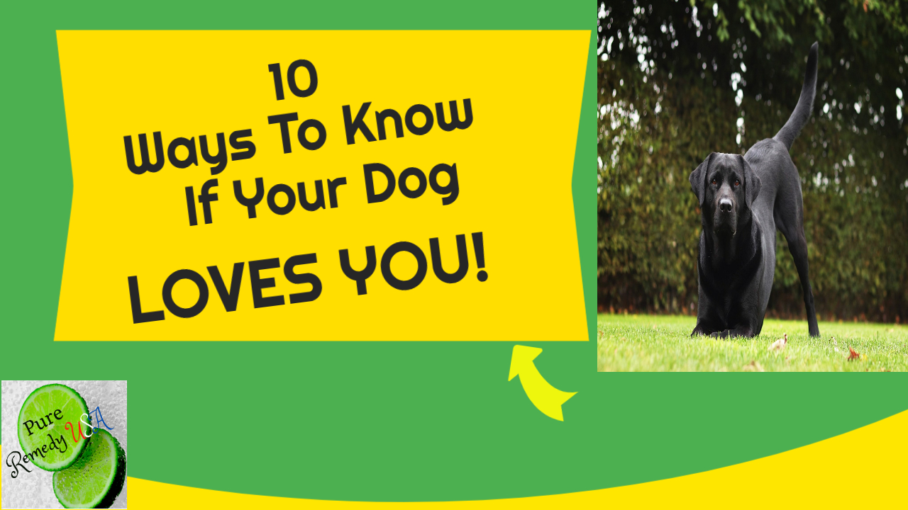 10 Ways To Know If Your Dog Loves You