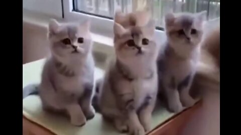 the cuties are good listeners