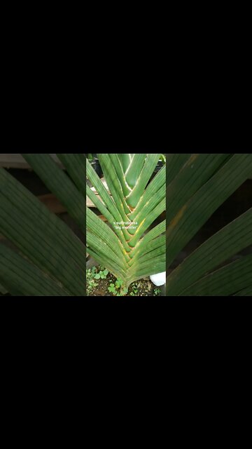 snakeplant/Sansevieria with a million benefits