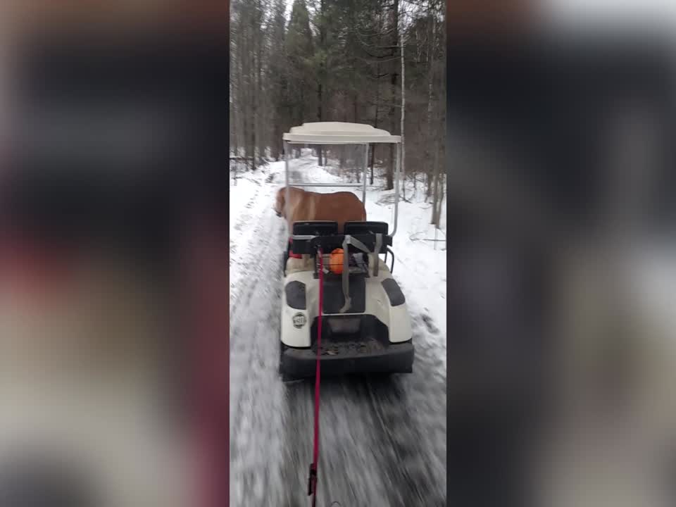 Dog goes for a Spin on Golf Cart