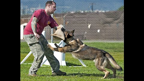 How to defend yourself against a dog and stay safe. Self defense against dog attack
