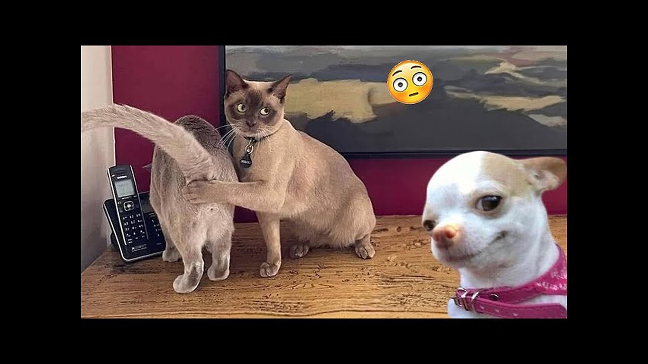 How Pets Outsmart Their Humans: Hilarious Cat, Dog, and Animal Moments!