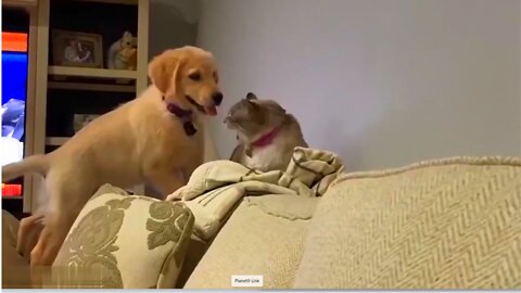FUNNY ANIMALS!!!
