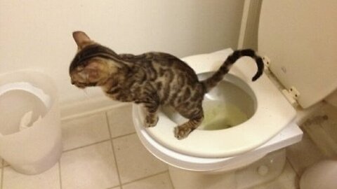 Cat baby potty in toilet