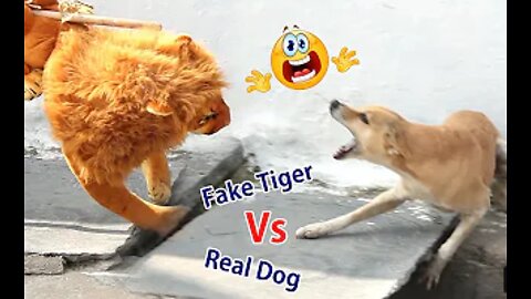 Troll Prank Dog Funny & fake Lion and Fake Tiger Prank To dog & Huge Box Prank to dog