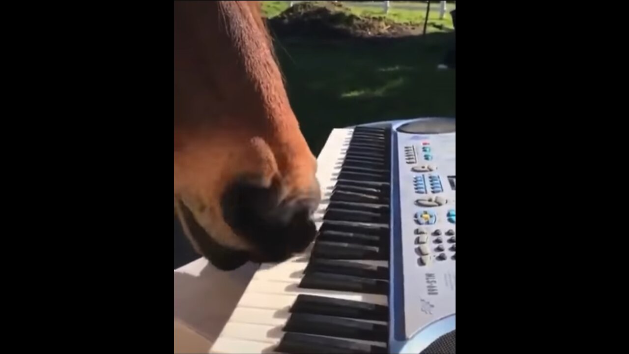 Piano Music Horse