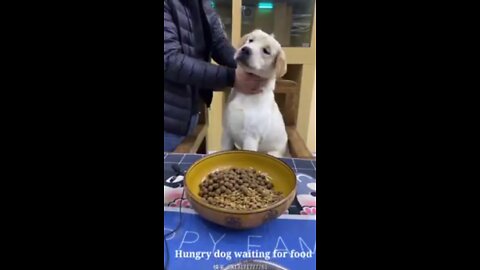 Hungry Dog waiting for food