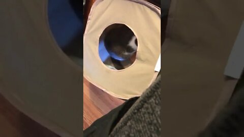 Cat saw he was being recorded