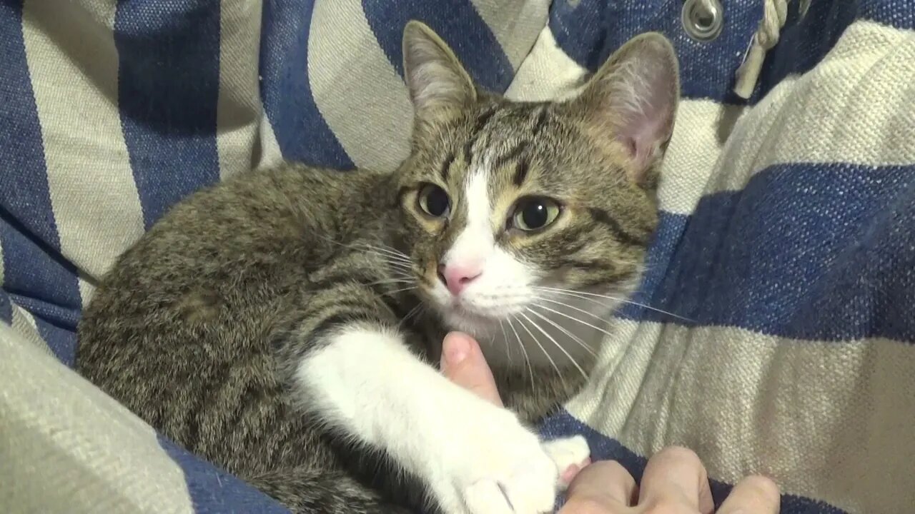 Affectionate Little Cat Licks the Hand of His Hooman