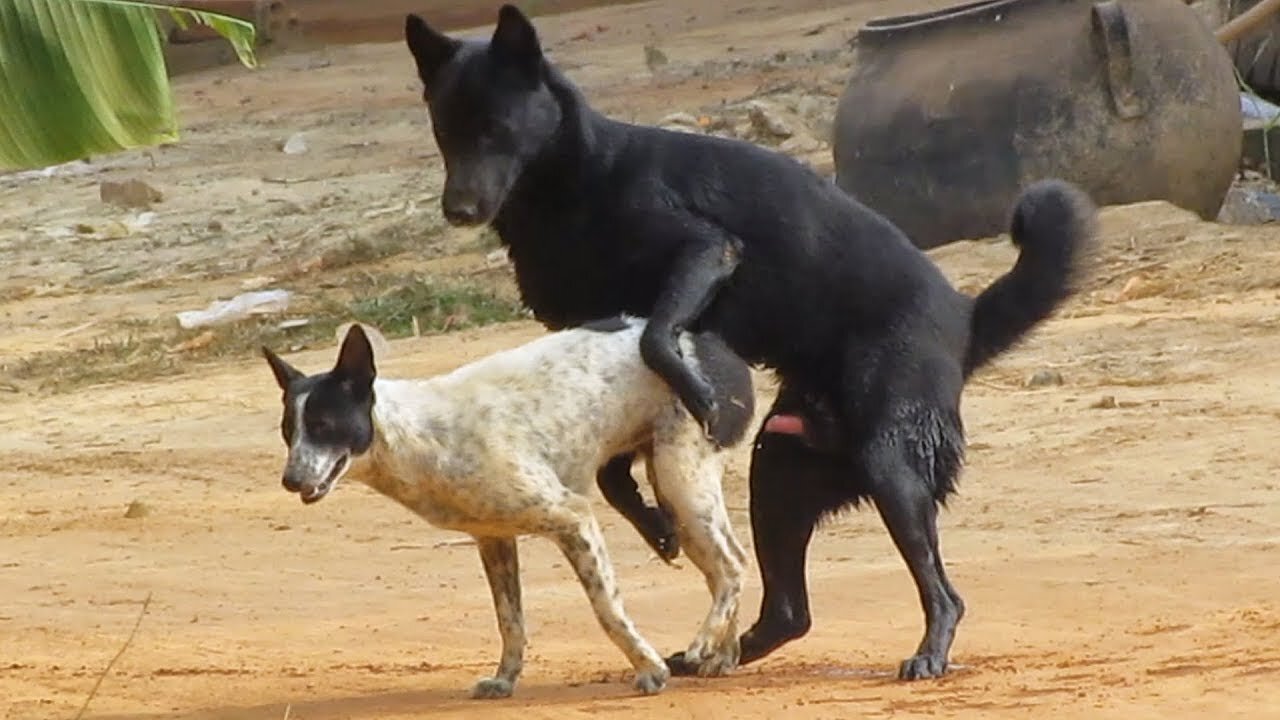 RuralDogs Appelzeller Sennenhund vs Labrador Retriever Female Dog in middle Villge