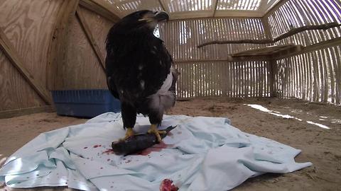 Bald eagle recovering at CROW in Sanibel