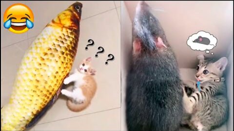 Funny Animal Videos 2022 😂 - Best Dogs And Cats Videos 😍