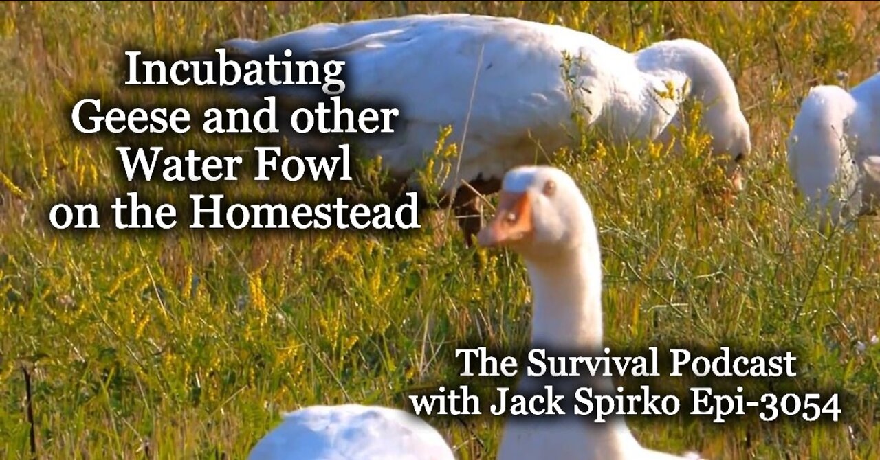 Incubating Geese and other Water Fowl on the Homestead