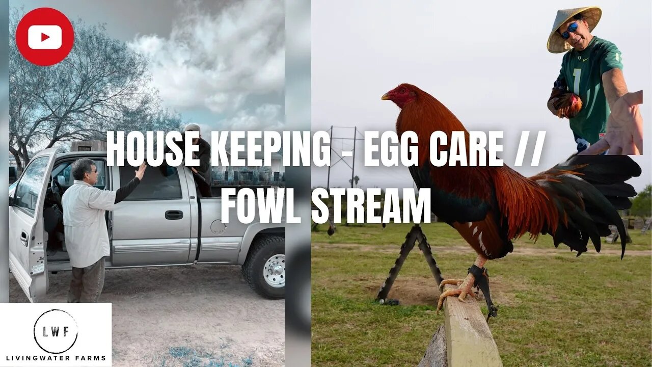 SWEATER Gamefowl Confirmation - Gamefarm HOUSE KEEPING - EGG CARE // FOWL STREAM