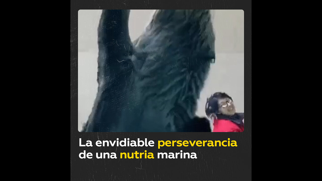 Nutria ‘multitarea’ capta su comida y hace ‘limpieza’ a la vez