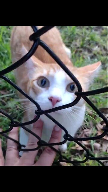 Radish Cat Demands Pets (Shorts)