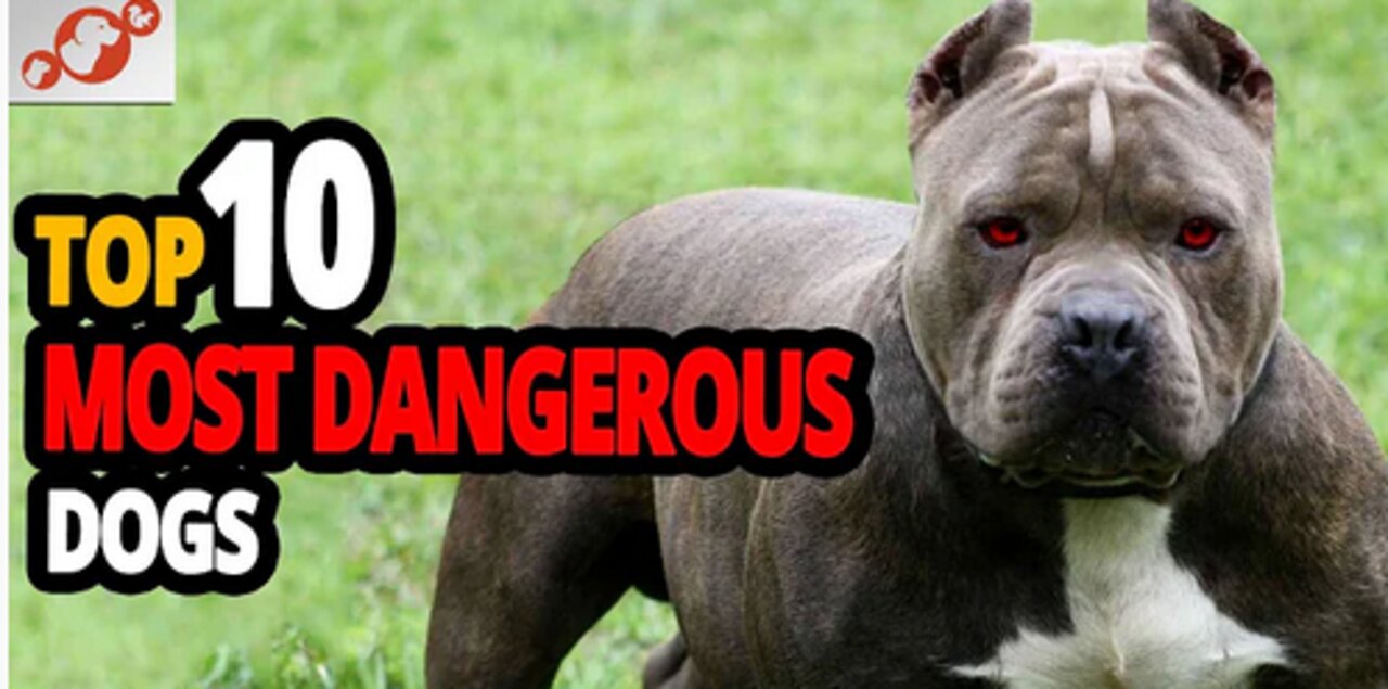 🐕 10 most dangerous dog breeds in the world