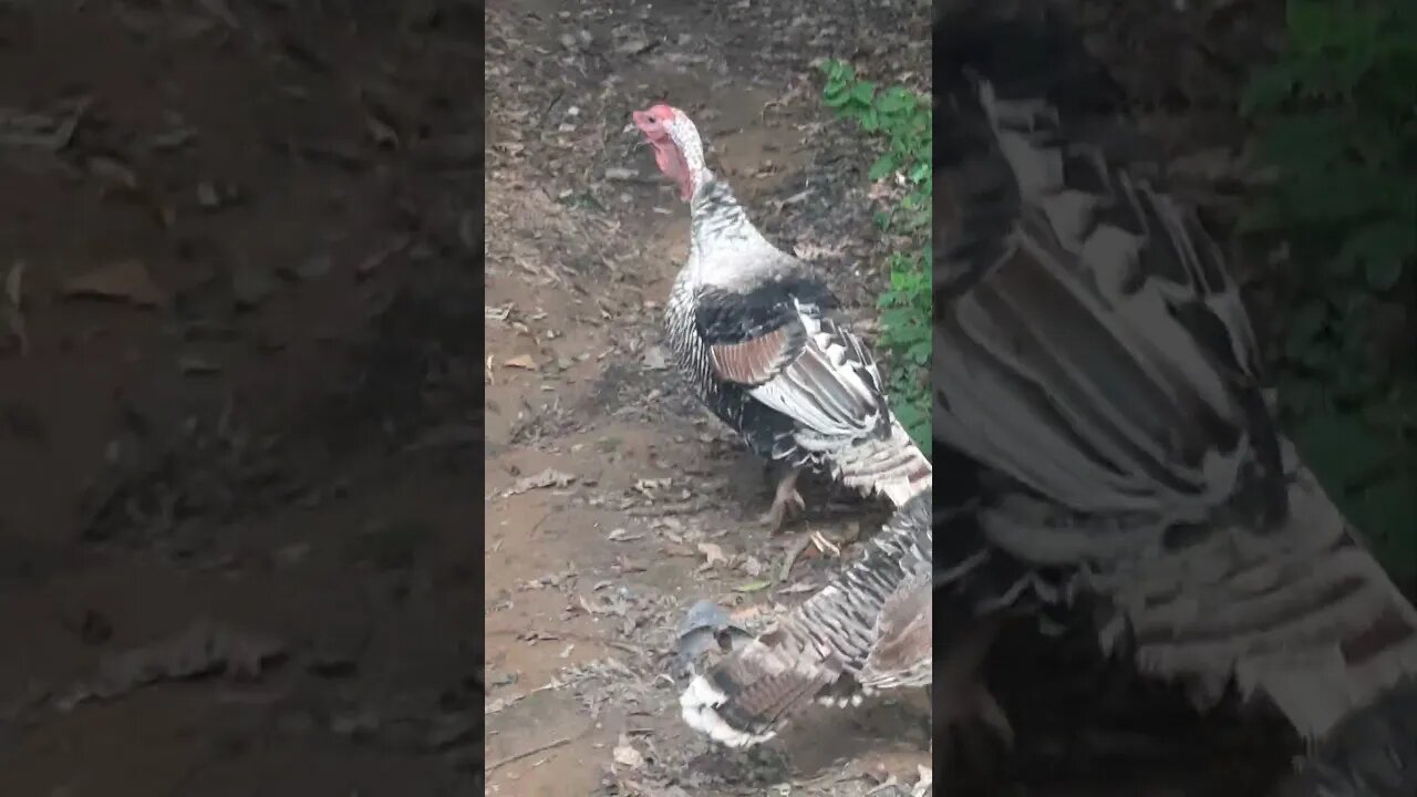 TRILHA RETORNANDO PARA TAIPAS AVES NA TRILHA