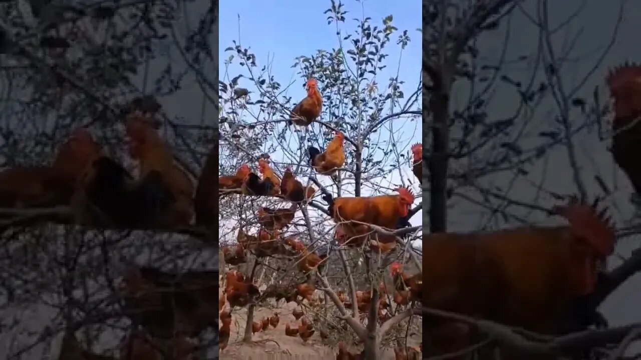 मुर्गी वाला पेड़||chicken tree||#thedodo #dog#GigoX|chicken video|funny chicken|Chicken