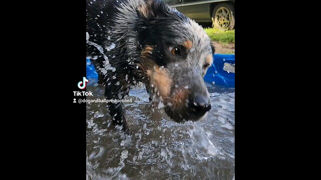 heeler and water