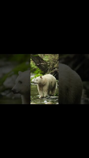 The Kermode, or Kermode bear...